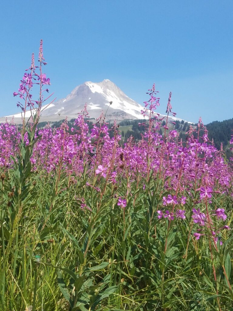 Mt. Hood Meadows Summer Scenic Chairlift Rides and Hikes